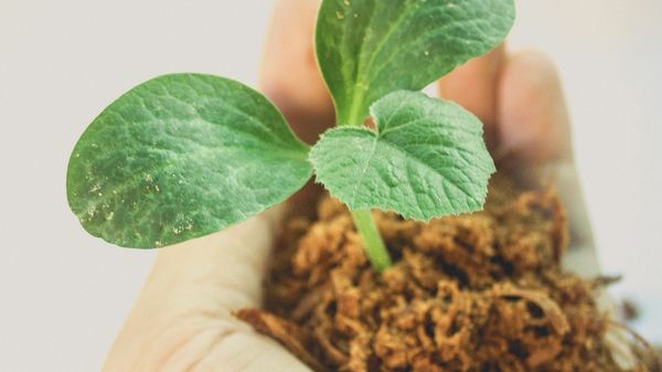 Image of plant growing in a hand