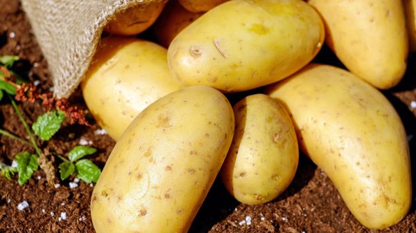 Potatoes on the ground.