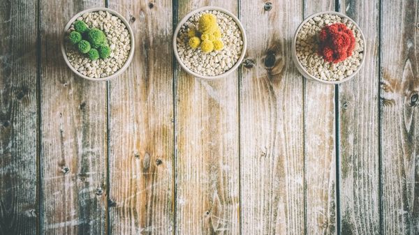 Image of multi-colour cacti 